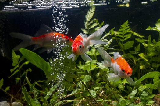 How To Make Tap Water Safe For Fish