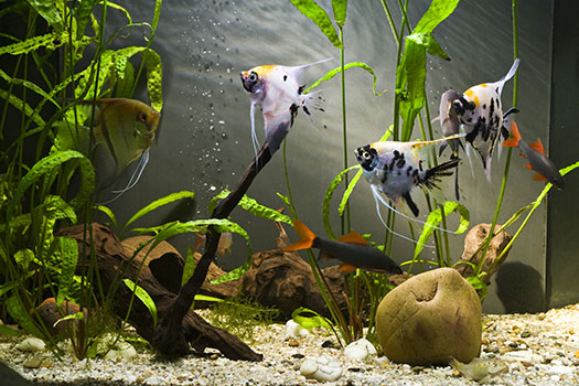 How to Choose the Right Filtration for Your Fish Tank in San Diego, CA