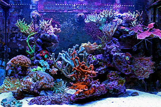 Differences Between Freshwater & Saltwater Aquariums in San Diego, CA