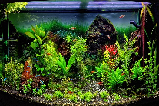 The Basics of Creating a Freshwater Planted Aquarium in San Diego, CA