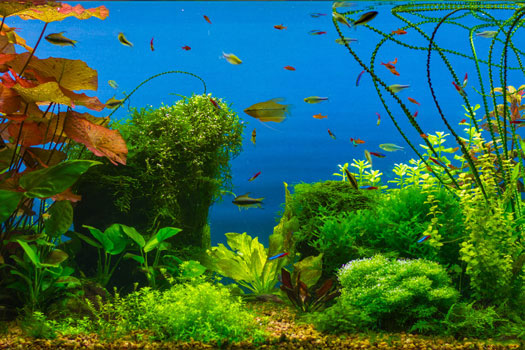 Why Are Freshwater Planted Aquariums the Next Big Thing? in La Mesa, CA