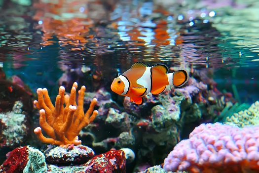 7 Essential Supplies for a Saltwater Fish Aquarium