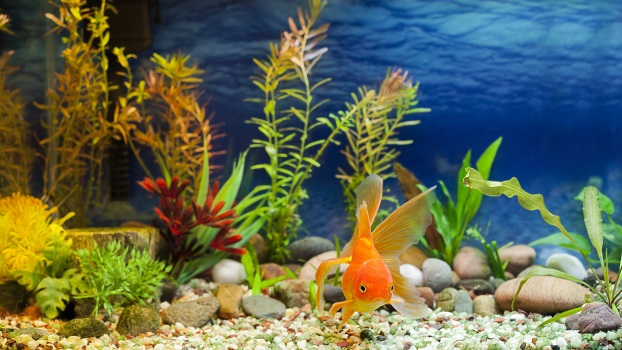 Tips for Aquarium Maintenance in San Diego, CA