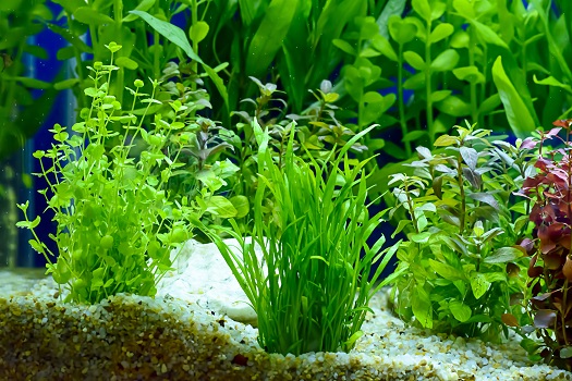 Best Plants for Freshwater Aquariums in San Diego, CA