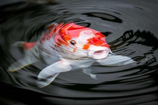 5 Tips for Feeding Your Koi Fish