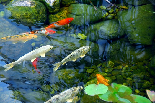 How to Maintain a Koi Pond with Chemicals in San Diego, CA