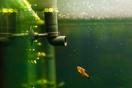 How to Set Up a Freshwater Fish Tank Filter