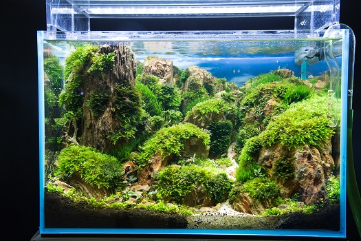 Ways to Take Care of Freshwater Planted Aquariums in San Diego, CA