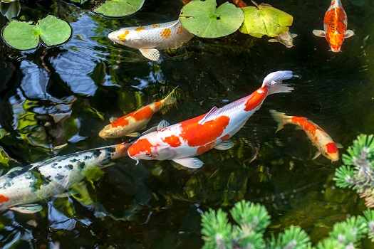 Mistakes to Avoid When Setting Up a Koi Pond in San Diego, CA