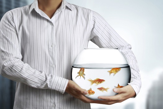 How to Move a Fish Tank Safely in San Diego, CA