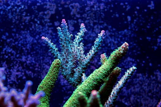 5 Tips for Creating a Reef Aquascape