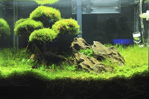 Why Should You Add Java Moss to an Aquarium in San Diego, CA