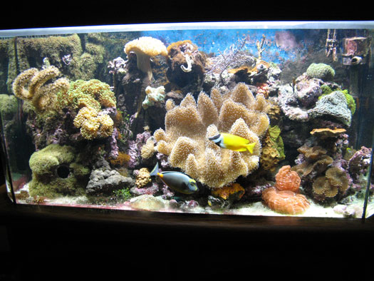 Backup Power for Saltwater Aquarium San Diego, CA