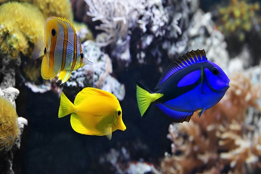 Ways for Acclimating New Residents to Your Fish Tank in San Diego, CA