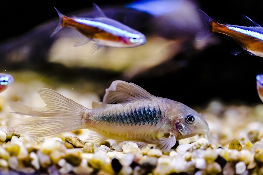 freshwater bottom feeder fish list