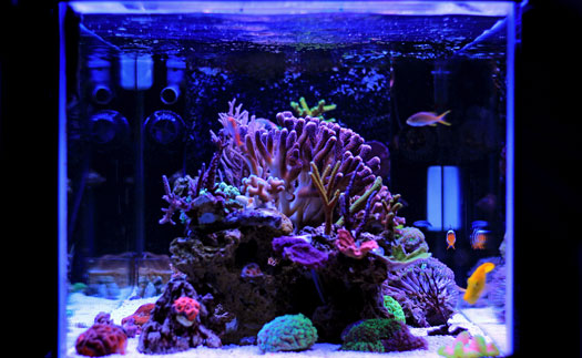 Cleaning Aquarium Filters San Diego, CA