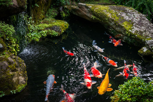 Quality of Water in Koi Pond San Diego, CA