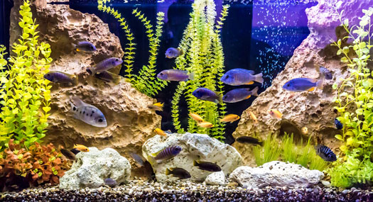 100 gallon freshwater fish tank