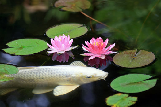 Plants to Add to Koi Ponds San Diego, CA