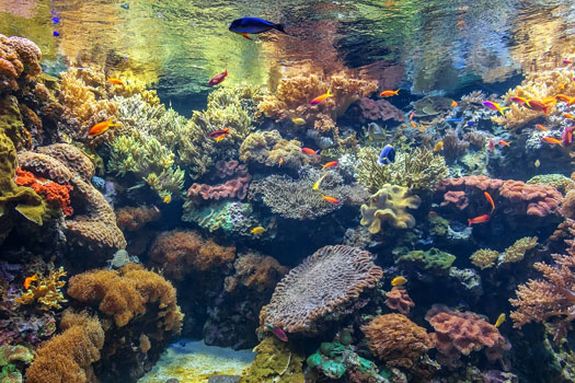 Crucial Water Parameters in Reef Tanks San Diego, CA