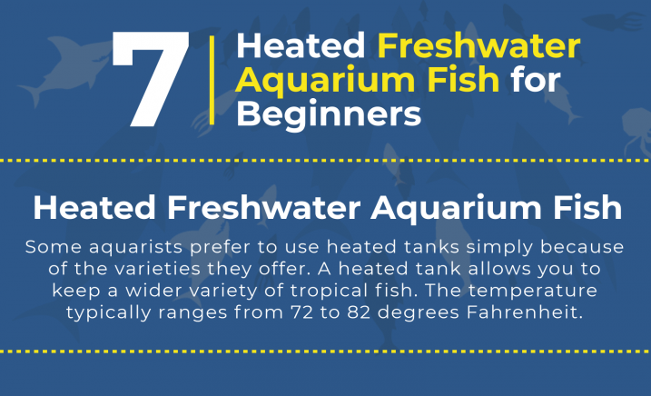 7 Beginner Aquarium Fish for Your Heated Tank