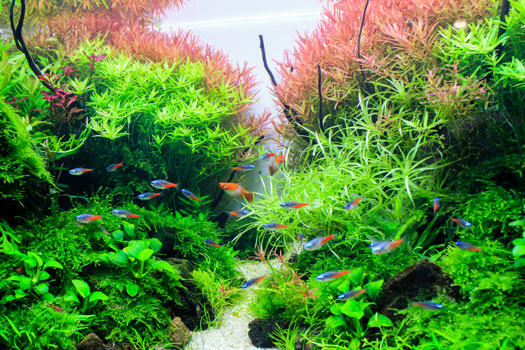 Lots of Plants in Freshwater Planted Aquariums San Diego, CA