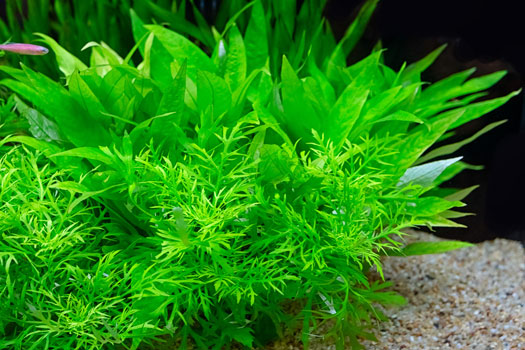 Why Use CO2 in Freshwater Planted Aquariums San Diego, CA