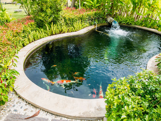 Level of Maintenance for Koi Ponds San Diego, CA