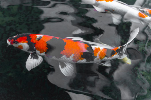 How Fast Do Japanese Koi Fish Grow