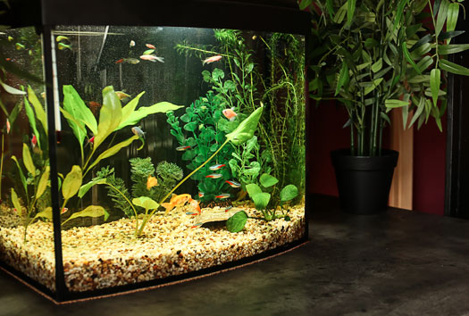 How Long Does a Fish Tank Last?
