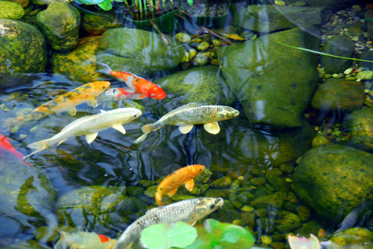 How to Keep Water Clear in Koi Ponds San Diego, CA