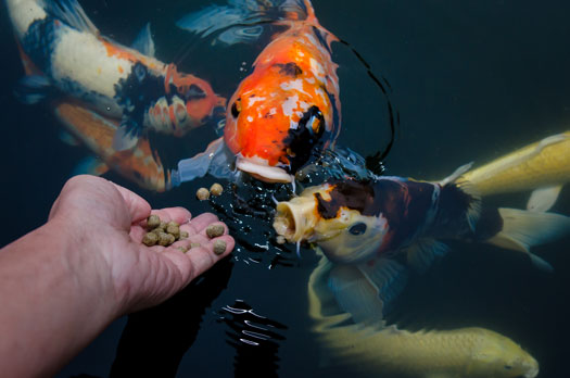 What to Feed Koi Fish San Diego, CA