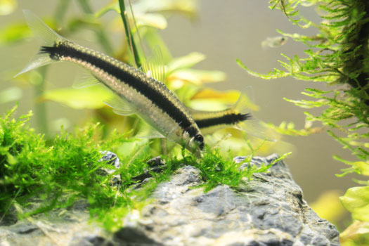 5 Effective Algae Eater Fish for Freshwater Aquariums