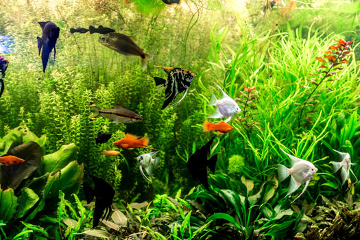 Can Changing Water Kill Fish in an Aquarium San Diego, CA