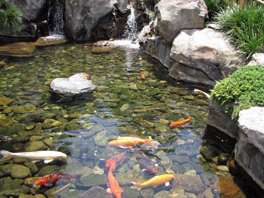 Is It Necessary to Have Rocks in a Koi Pond San Diego, CA