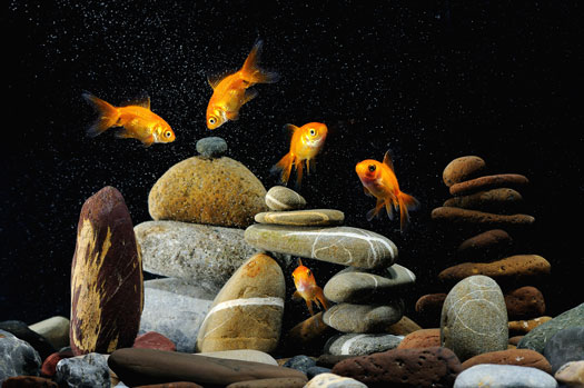 How to Clean Fish Tank Rocks