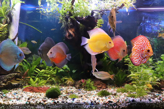 Buy Online Fish Supplies San Diego, CA