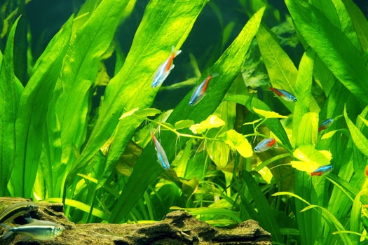 Guide to Freshwater Planted Tanks San Diego, CA