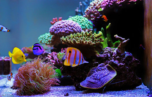 Saltwater fish best sale tank care