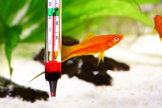 Temperature Mistakes in Aquariums San Diego, CA
