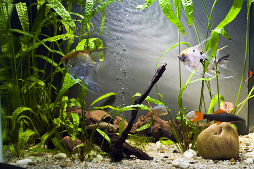 Is It Necessary to Have Filters in Fish Aquariums San Diego, CA