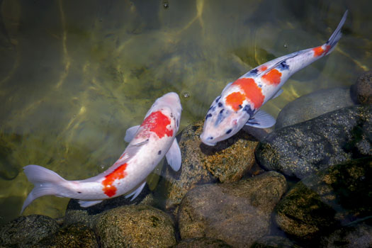 How Many Fish Can You Put In A 500 Gallon Pond 