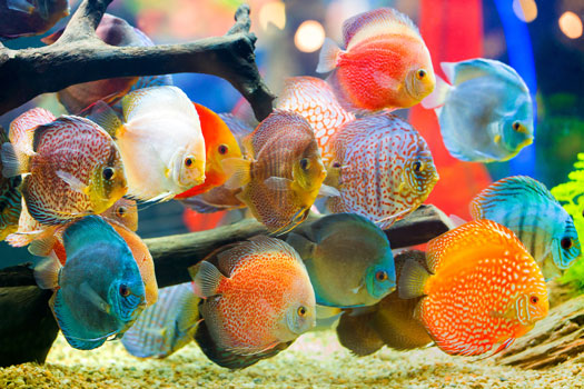 Does LED Lighting Prevent Algae in an Aquarium