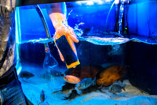 Remove Fish to Clean Aquarium San Diego, CA