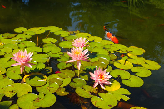 What to Add to a Pond Besides Koi Fish San Diego, CA