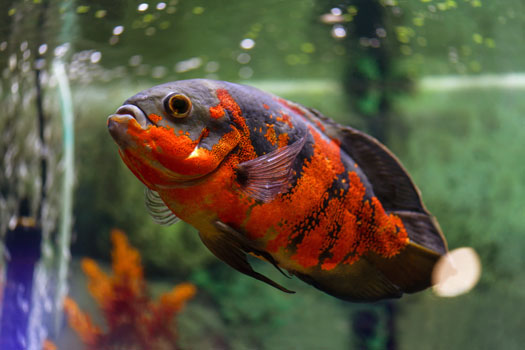 Most Aggressive Fish for Aquariums San Diego, CA