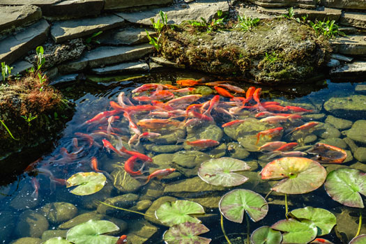 Get Rid of Dirty Water in Koi Pond San Diego, CA