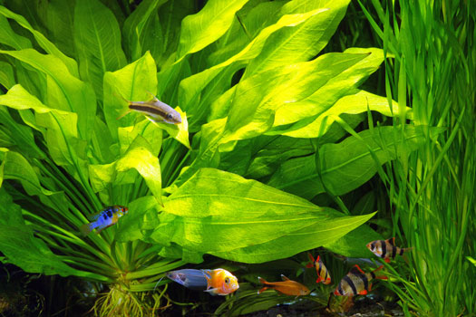 do-live-plants-keep-the-aquarium-clean-best-cleaning-plants-fishclans