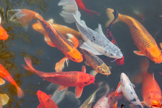 Using Rainwater in Koi Ponds San Diego, CA