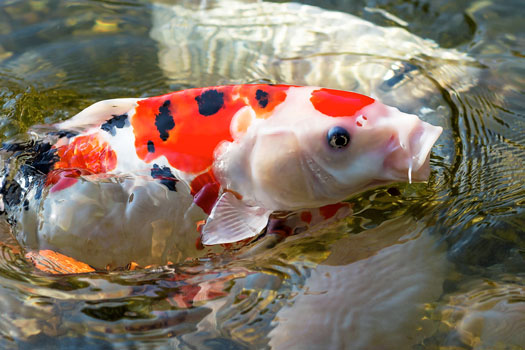 Why Do Koi Jump Out of the Water?